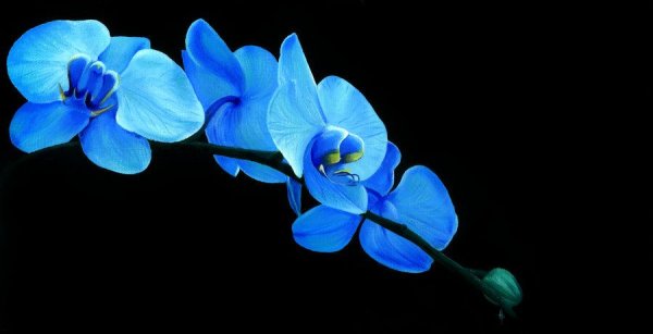 Орхидея голубая на черном фоне