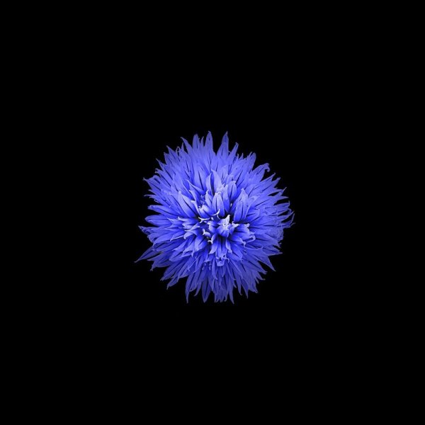Синие цветы на темном фоне