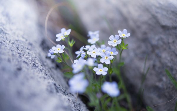 Голубой цветок на сером фоне