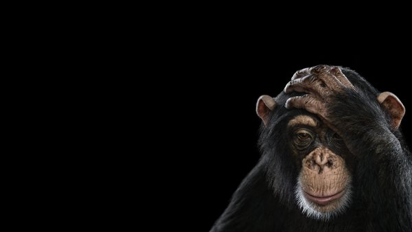 Говорящий шимпанзе на фоне космоса