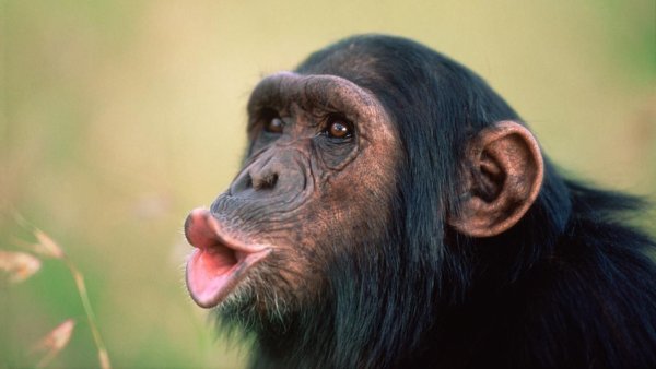 Уши обезьяны