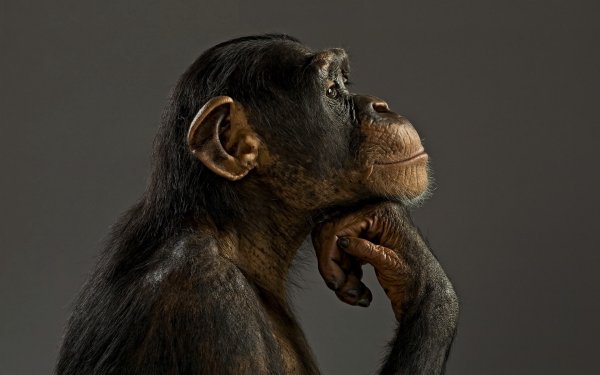 Шимпанзе в профиль