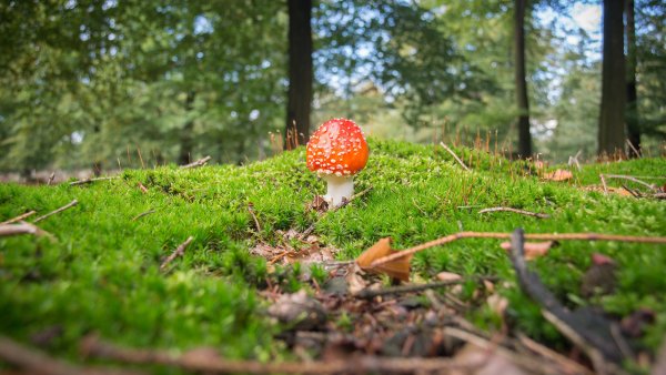 Лес грибы ягоды
