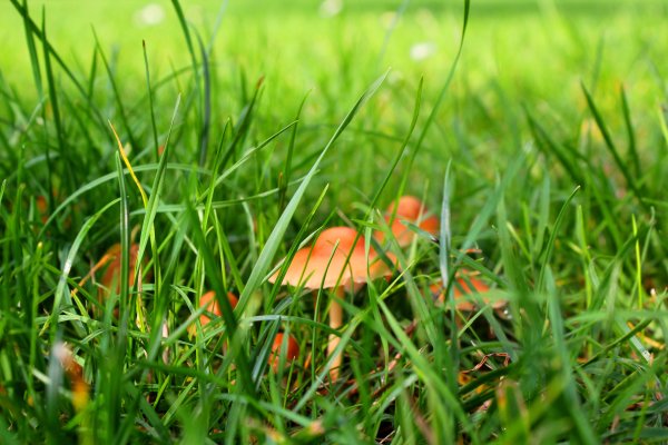 Зеленая травка с грибочками