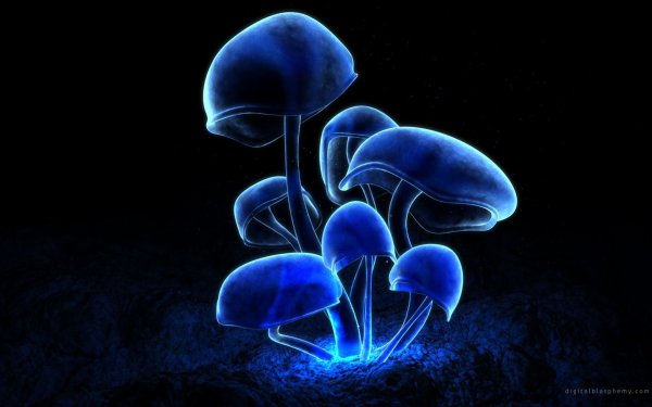Флуоресцентные грибы