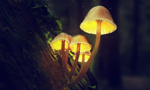 Фосфоресцирующие грибы