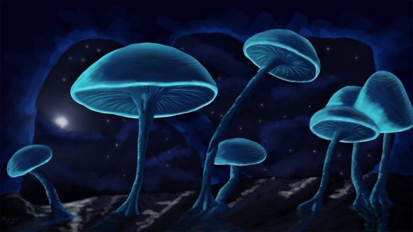 Синие грибы псилоцибы