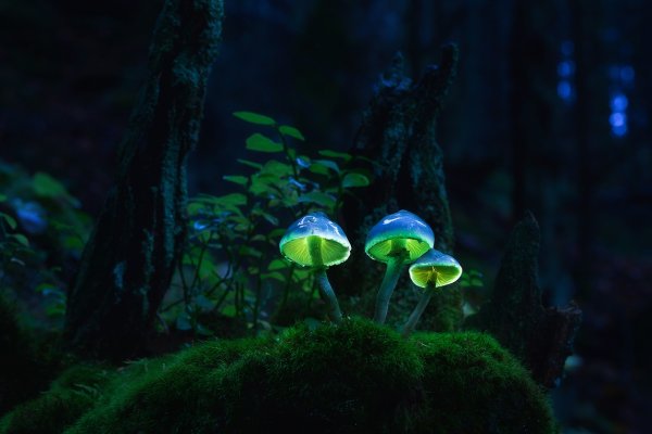 Светящиеся грибы Мартина Пфистера