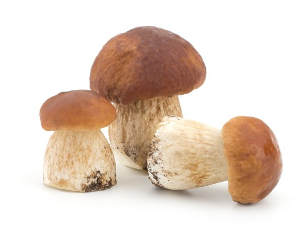 Белый гриб на белом фоне