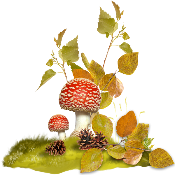 Осенние грибы на прозрачном фоне