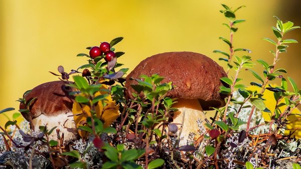 Осенние ягоды и грибы
