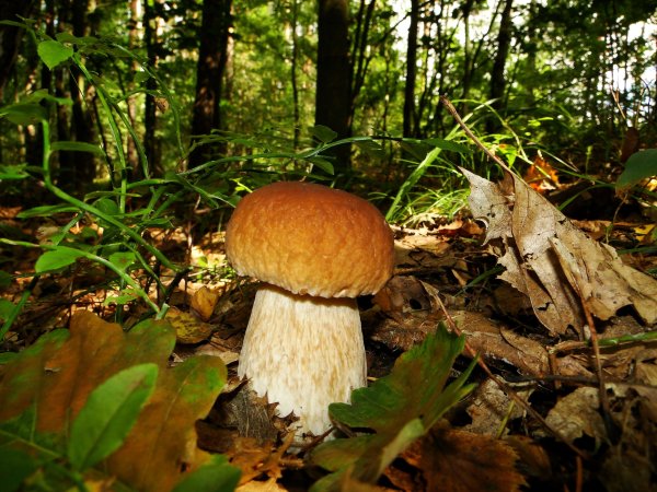 Белые грибы в лесу