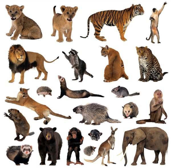 Много животных на одной картинк