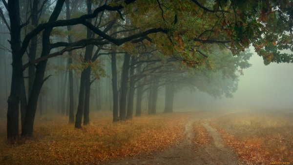 Осенний лес в тумане