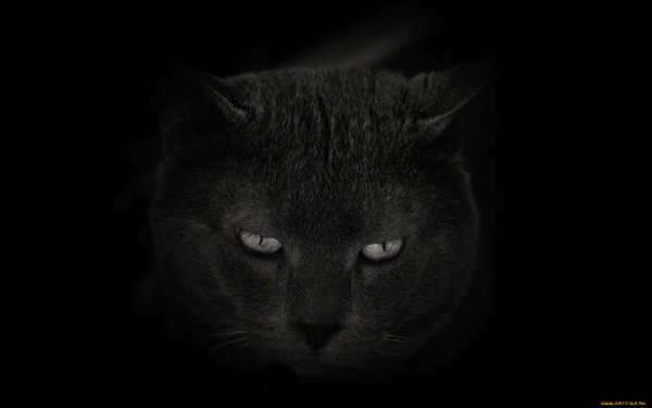 Грустный кот на черном фоне