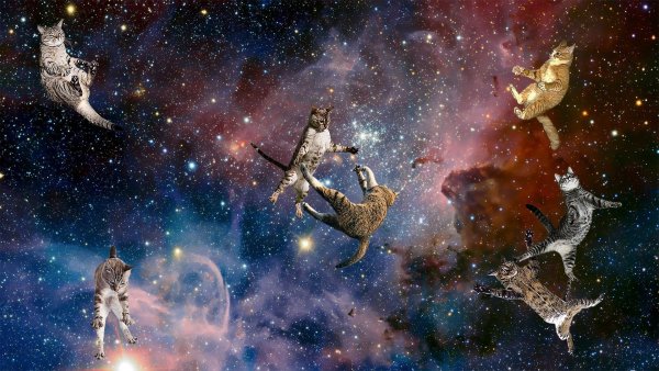 Летающие коты в космосе