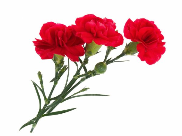 Carnation Red цветы