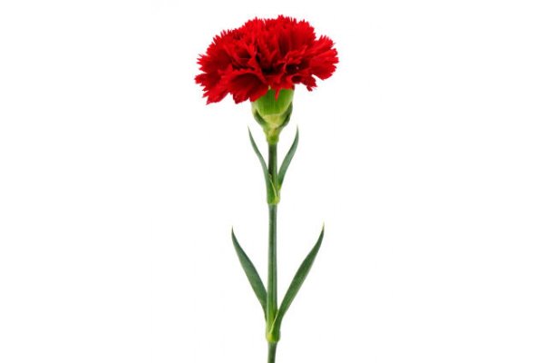 Красная гвоздика цветок