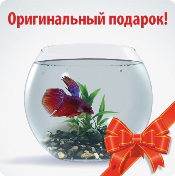 Золотая рыбка подарок