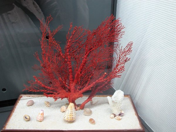 Сувениры из коралла