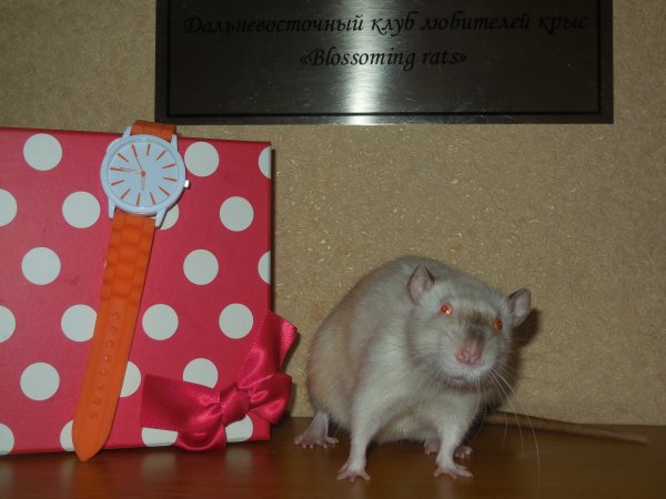 Крыса с подарком