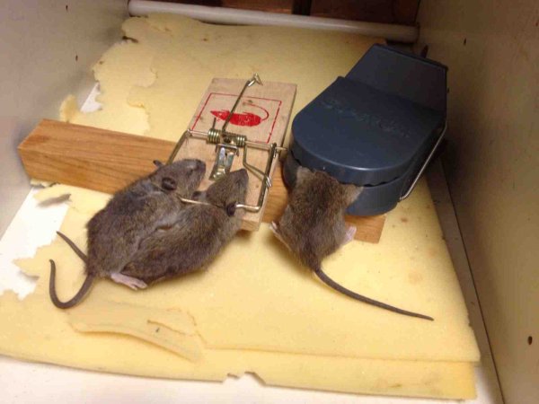 Домик для мышей