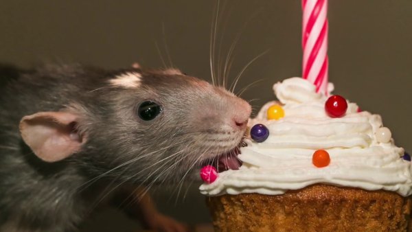 Крыса поздравляет с днем рождения