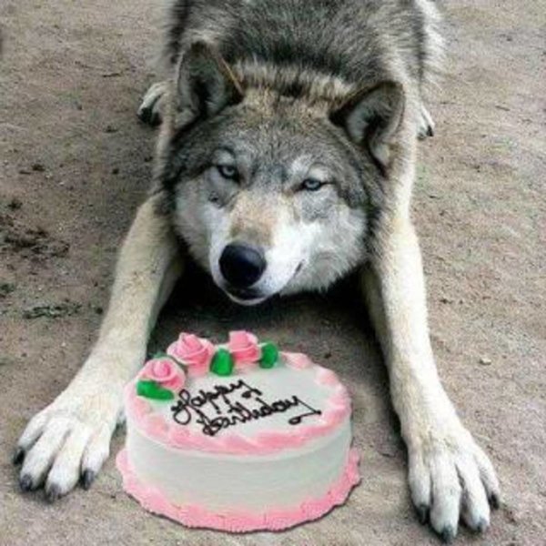 Открытка с волком с днем рождения