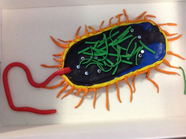 Модель бактериальной клетки 5 класс биология из пластилина