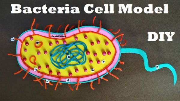 Модель клетки биология бактерии