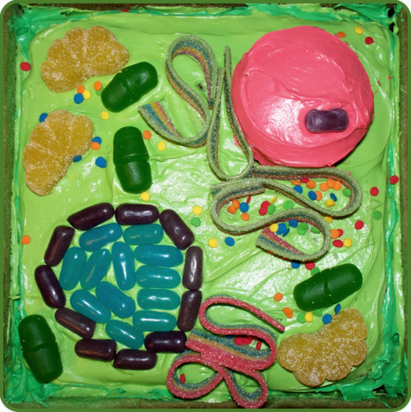 Модель растительной клетки из пластилина 5 класс биология