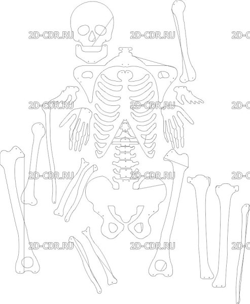 Скелет человека модель из бумаги