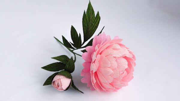 Цветок пион фото из бумаги гофрированной