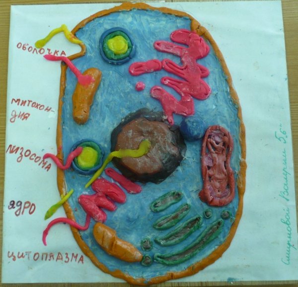 Модель строение живой клетки биология 5 класс