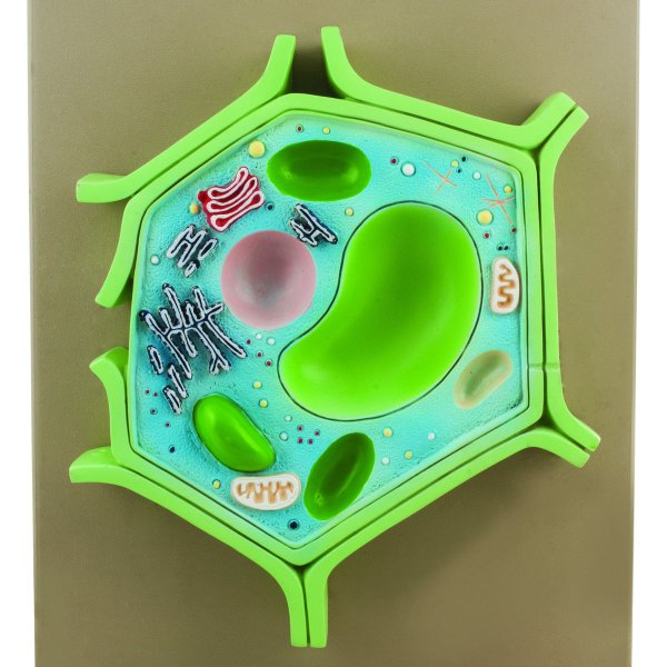 Модель растительной клетки 5 класс биология