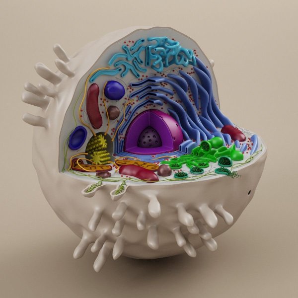 Модель клетки из пластилина биология