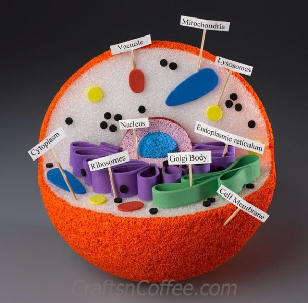 Модель клетки биология 5 класс из бумаги