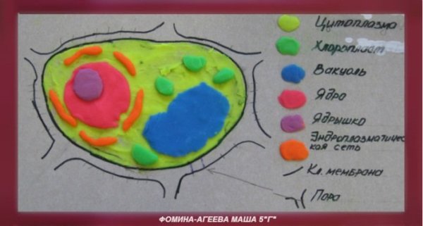 Модель клетки растения из пластилина 5 класс биология