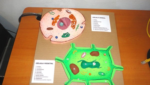 Модель растительной клетки и животной клетки из пластилина