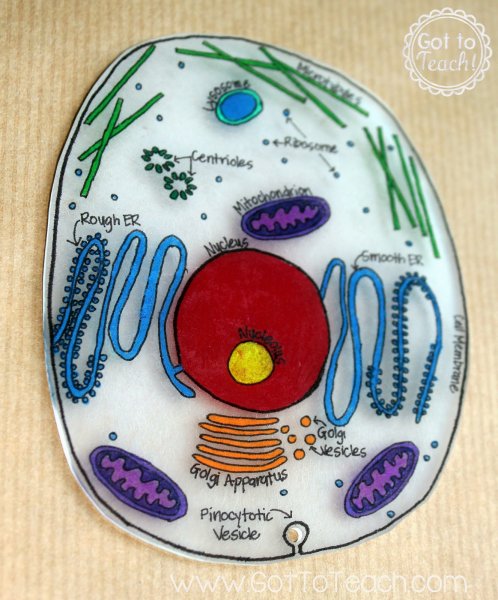 Модель клетки из пластилина 5 класс биология