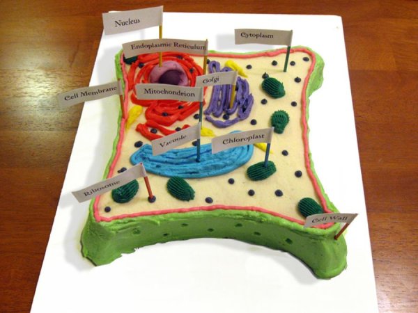 Модель клетки биология 5 класс