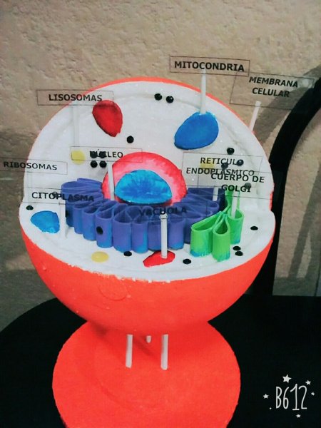 Модель клетки из подручных материалов