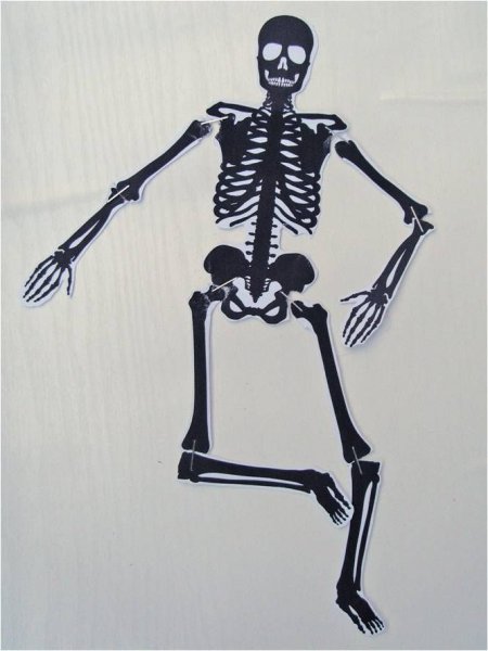 Картонный скелет
