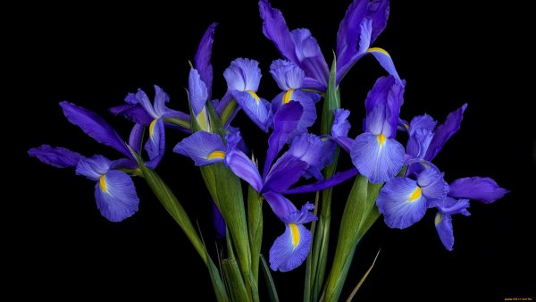 Синий Ирис цветок