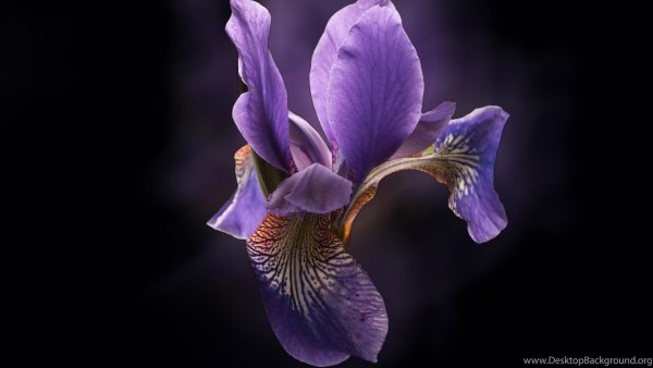 Ирис ред орхид
