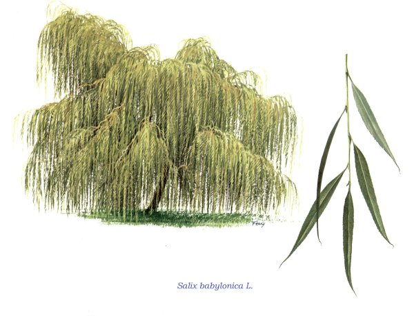 Ива плакучая Salix babylonica осенью