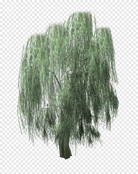 Willow Tree дерево
