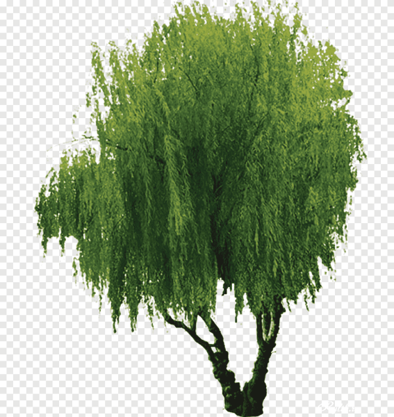 Верба дерево