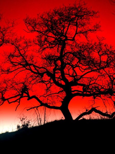 Черно красное дерево