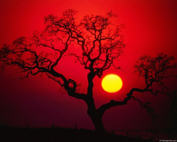 Красный закат деревья